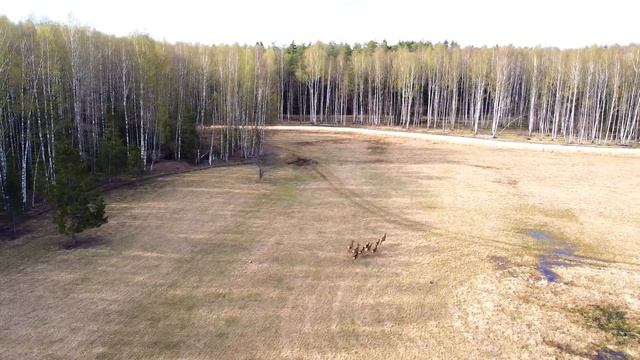 Олений остров. Стаи Благородных Оленей. Дикая Природа. Владимирская область.