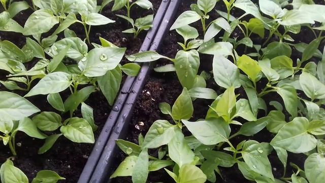 ВЫТЯНУЛАСЬ РАССАДА ПЕРЦА . ИСПРАВЛЯЕМ И ПОЛУЧАЕМ ЗДОРОВЫЕ СЕЯНЦЫ. смотреть онлайн