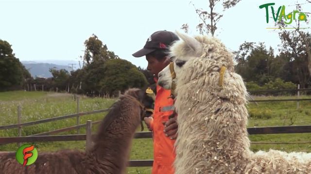 Diferencias entre las Llamas y Alpacas - TvAgro por Juan Gonzalo Angel смотреть онлайн