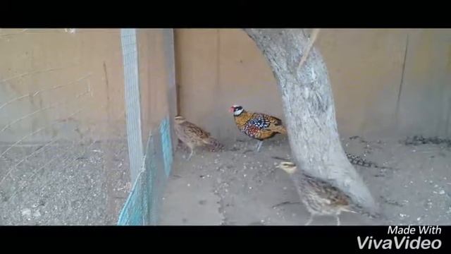 фазаны, и содержание их на подворье! смотреть онлайн