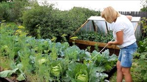 Основные этапы выращивания КАПУСТЫ от посева до урожая! Советы от ЗЕЛЕНОГО ОГОРОДА!