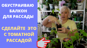 Обустраиваю балкон для рассады/Что надо делать с рассадой томатов
