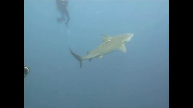 04 Protea Banks South Africa.wmv