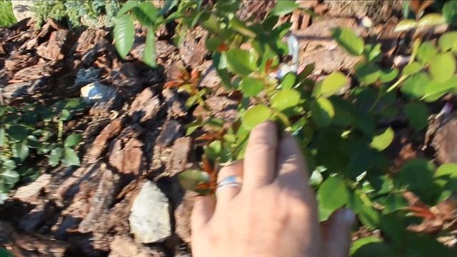 Зимняя прививка? Заморыши из питомника ВОКРУГ РОЗ быстро развиваются. Розы Остина и плетистые.