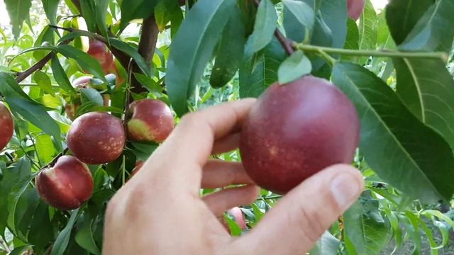 Нектарин Супер Квин (Super Queen) 13.07.2018 смотреть онлайн