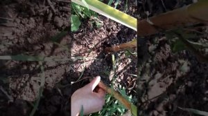 Результат посадки чеснока целыми головками. Видео 2