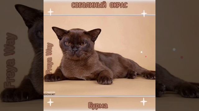 Бурманская кошка соболиного окраса. Презентация. Питомник бурманских кошек Freya Way смотреть онлайн