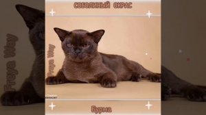 Бурманская кошка соболиного окраса. Презентация. Питомник бурманских кошек Freya Way