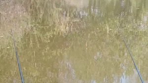 Елец и плотва на поплавок, р. увелька