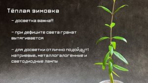 Зимовка граната из косточки. Первый год роста