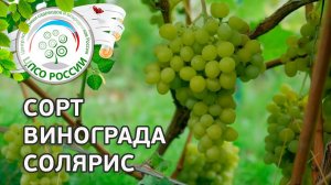 Сорт винограда Солярис. Описание сорта винограда Солярис.