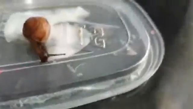 чем кормить. какой нужен градус для воды.подстилка смотреть онлайн