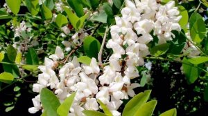 БЕЛОЙ АКАЦИИ ГРОЗДЬЯ ДУШИСТЫЕ исп. Наталия Муравьева Первая старинная версия Русские романсы 19 век