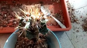 Пересадка кактуса с большими колючками.