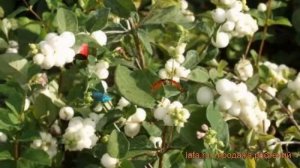 Снежноягодник доренбози Вайт Хэйдж ? обзор: как сажать, саженцы снежноягодника Вайт Хэйдж