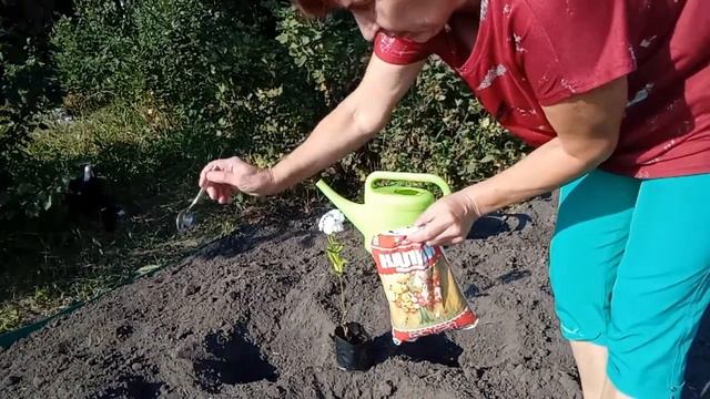 Сад без ФЛОКСОВ это ошибка Осенняя посадка флоксов 2021 смотреть онлайн