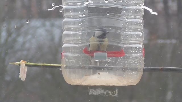 Простая кормушка для птиц на окне городской квартиры. Как сделать | Природа смотреть онлайн