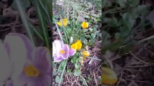 Весенние цветы в моем саду! Чудесные КРОКУСЫ! Ирина Моругий