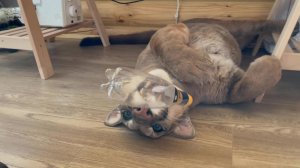 Самый ленивый кот!