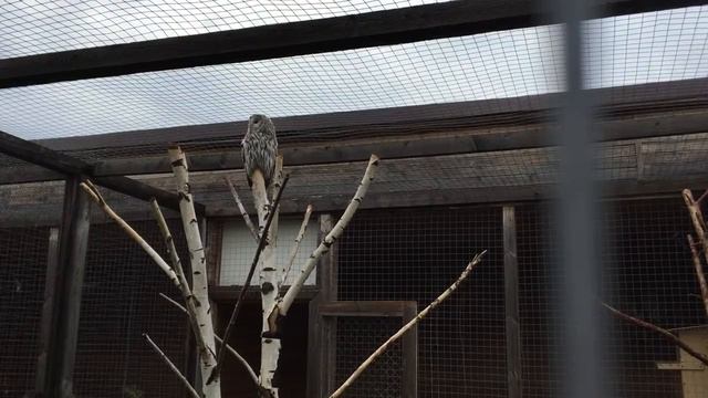 Ярославский зоопарк смотреть онлайн