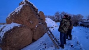 Новые быки прижились. Куда делись вьетнамцы. Как мы украли молоток. Омск Москаленки Жизнь в деревне