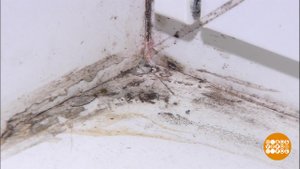 Чего боится плесень? Доброе утро. Фрагмент выпуска от 03.11.2022