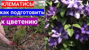 Клематисы открыли - что дальше. 5 важных шагов для пробуждения клематисов третьей группы весной