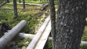 ПРАВИЛЬНЫЙ сбор валежника для строительства беседки