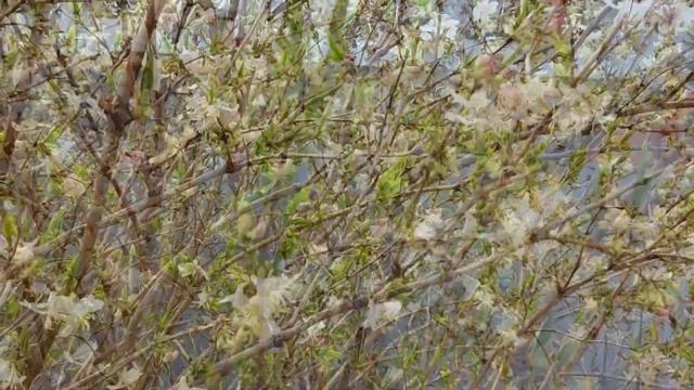 Жимолость цветет в Краснодарском крае, 27 марта смотреть онлайн