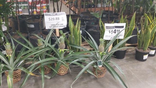 Плодоносящие растения ананасов в одном из строительных магазинов города Сакраменто, США смотреть онлайн