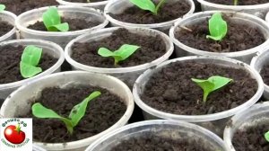 Что делать с вытянувшейся рассадой огурцов?