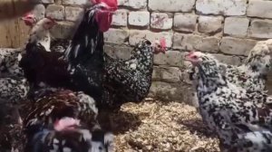 ....Куры породы Ливенская ситцевая....