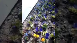 Парк, клумба, город Лубны, Полтавская область