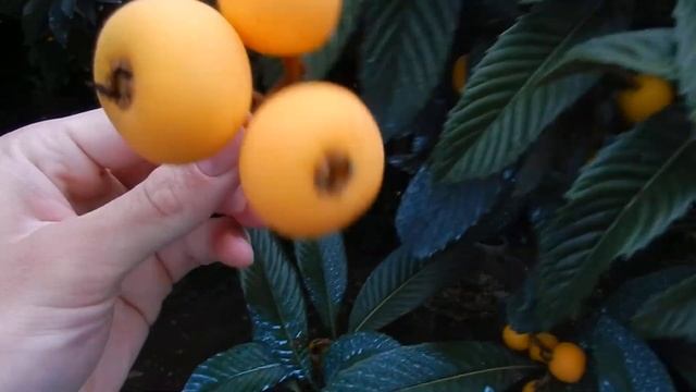 The Loquat ( Eriobotrya japonica) смотреть онлайн