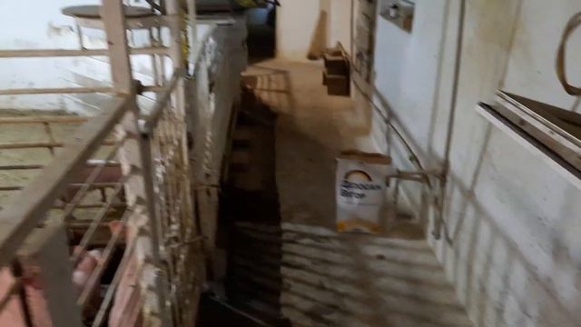 //Неділя-село,вихідний тільки у моїх усатих🤣//Сан день//Ждем опорос// смотреть онлайн