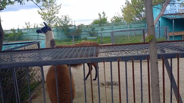 Ламы в Тайгане. май 2023г. смотреть онлайн