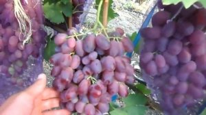 Виноград Аристократ 2018г