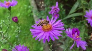 ЖИЗНЬ ПЧЕЛЫ. ЖИЗНЕННЫЙ ЦИКЛ ПЧЁЛ