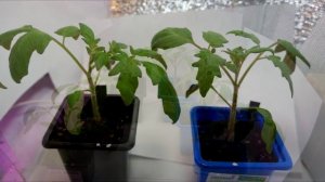 Фитолампа для растений или ЭСЛ? Сравнение роста рассады. Growing Lamp test