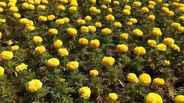 HTC One E9+: Пример видео FullHD смотреть онлайн