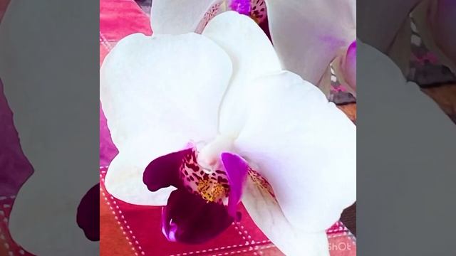 May Flowers смотреть онлайн