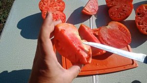 Сорта томатов 2022 года.