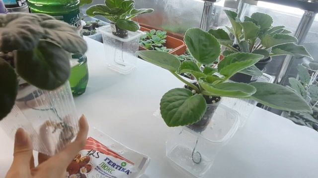 Удобрение для фиалок на фитильном поливе. Фиалки от листочка до цветочка.Путь новичка. 26 серия