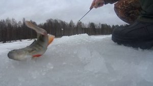 Ловля окуня на озере зимой!