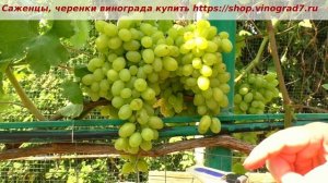 25 июля и созревает один из лучших фруктовых вкусов- виноград Монблан. Ждем тебя, созревай быстрей!