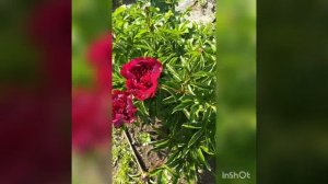 цветение пиона сорта Хот Шоколад