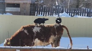 Республика Саха Якутия, Агдары