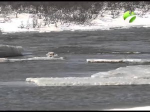 С полем! "Гусиная охота на Канарах" Часть 2