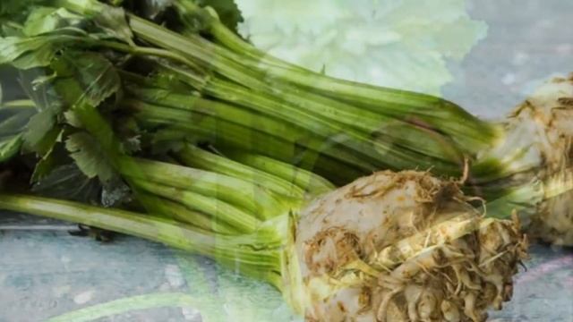 Выращивание Сельдерея в открытом грунте как бизнес идея