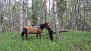 НАПРОСИЛАСЬ НА РЫБАЛКУ В ДРУГУЮ СТРАНУ! Летнее путешествие в Казахстан на машине.